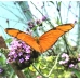 Dryas julia from Central America 5 pupae